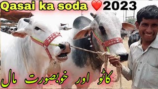 Qasai ka naseeb ka soda ❤️ sirf 13 Hazar me | malir mandi latest update | cattle farming | cow mandi