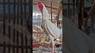 Download Lagu Ayam jago putih berkokok merdu dipagi hari. #rooster #roostersound #ayam MP3