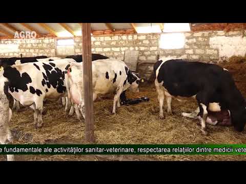 Video: Avantajele Apelurilor La Casă Veterinară - Veterinar Zilnic