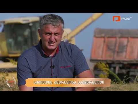 150 ჰექტარზე გაშენებული სიმინდის მეურნეობა ხობში