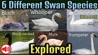 Swan Videos, Swan sounds, Different Swan breeds 4k #animals