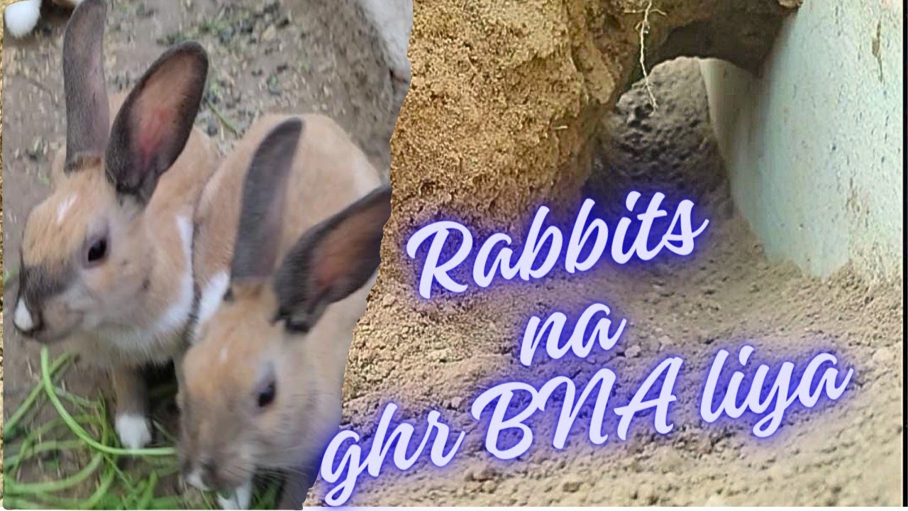 Hmary Rabbits Na Ghar BNA liya 😍 | Tame Rabbits | Shehri Shokeen - YouTube