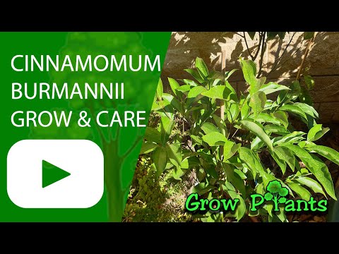 Cinnamomum burmannii - grow & care (Indonesian cinnamon)