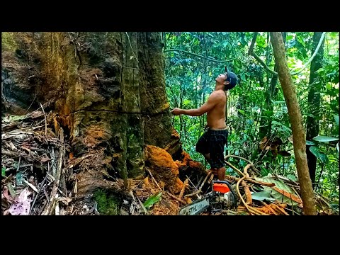 TEBANG POHON ULIN PALING BESAR BERUSIA 1000 TAHUN DI HULU SUNGAI UTARA KALIMANTAN