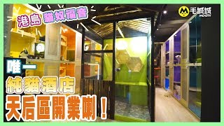 【港島貓奴福音】港島區唯一純貓酒店天后區開業喇！