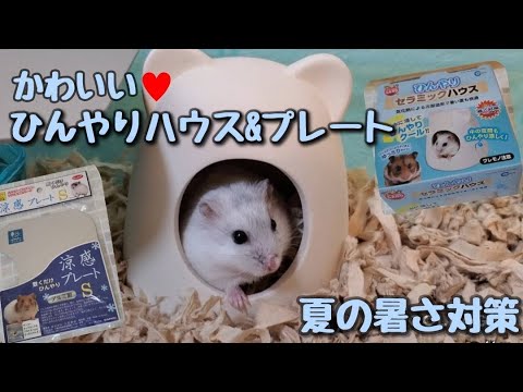 ハムスターひんやりセラミックハウス 涼感アルミプレート しらたま夏の暑さ対策 Youtube ハムスターひんやりセラミックハウス 涼感アルミプレート しらたま夏の暑さ対策 Youtube