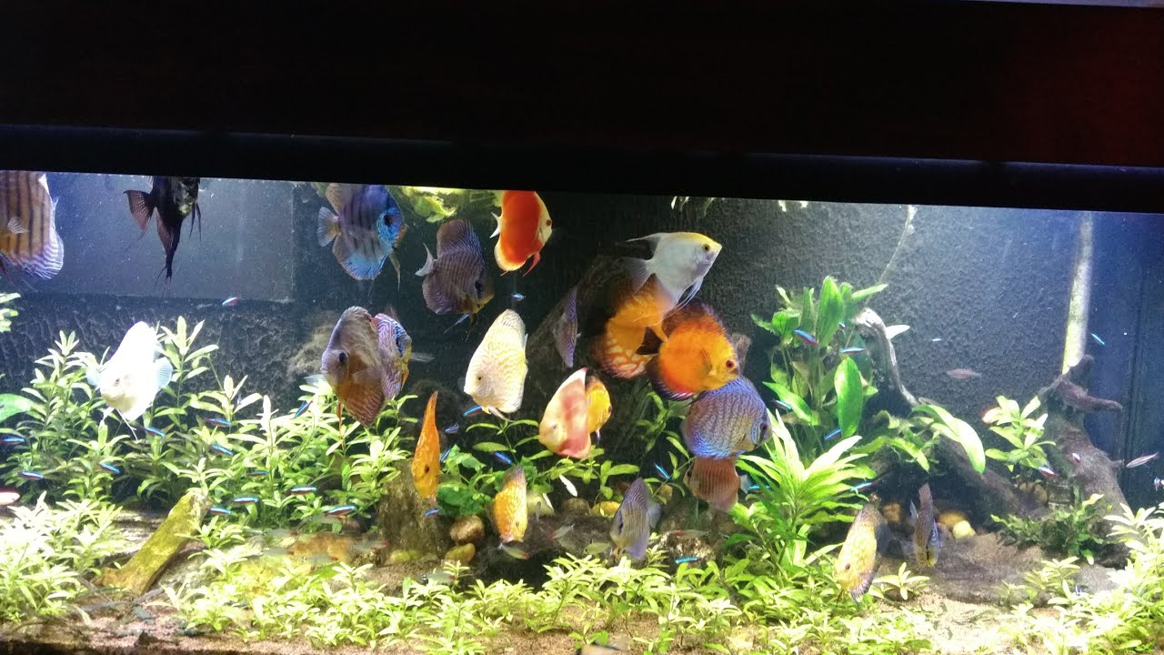 Aquário comunitário com discos