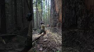 double cut 61" hazard tree #fire #wildfire #foryou #forest #tree #logging #firefighter #oregon