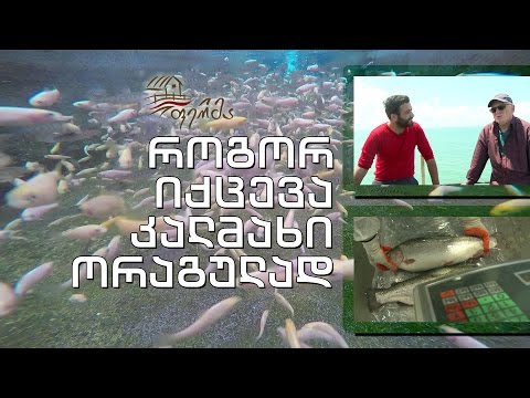 ფერმა - როგორ იქცევა კალმახი ორაგულად