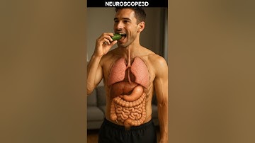 🥒 What Happens When You Eat a Cucumber? | 3D Medical Animation