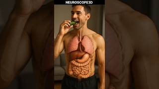 What Happens When You Eat A Cucumber? 3D Medical Animation