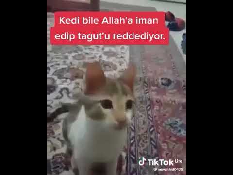 Allah'a iman eden kedi