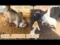 Naval mandi ka batreen janwar  1 sa bar kar 1 jawar rocket janwar  naval mandi season 2024