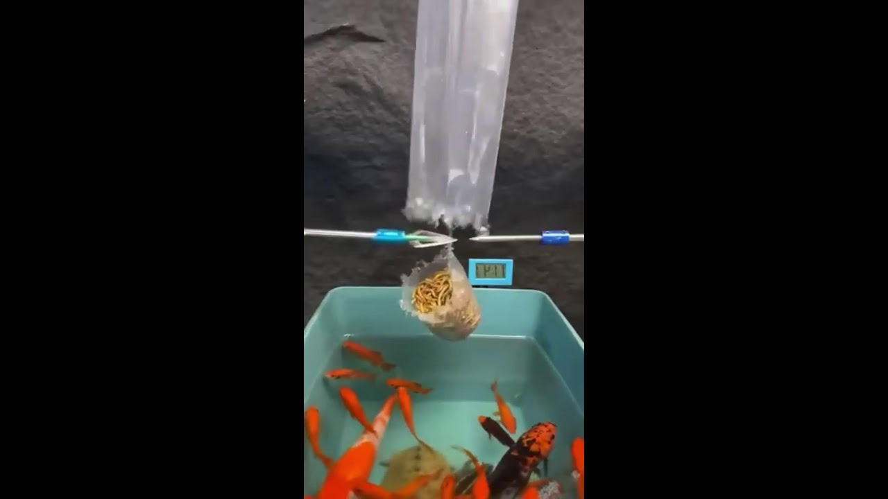 СТРИМ ШОРТС ИГРАЕМ