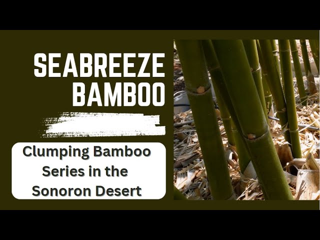 Bamboo In Arizona - A-Z Animals