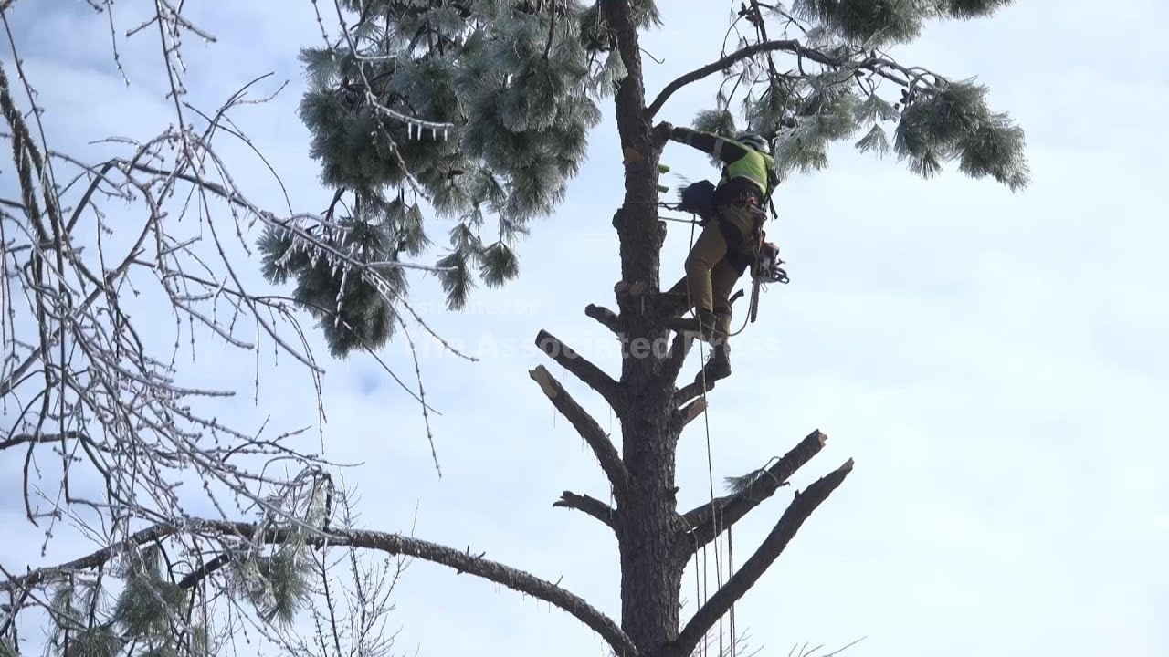 Arborist climbs 45-foot pine tree damaged by ice storm in Nashville