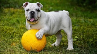 English Bulldog 101: Appearance, Characteristics, Temperament, Health Lifespan by Delvix Pet 109 views 1 year ago 12 minutes, 22 seconds