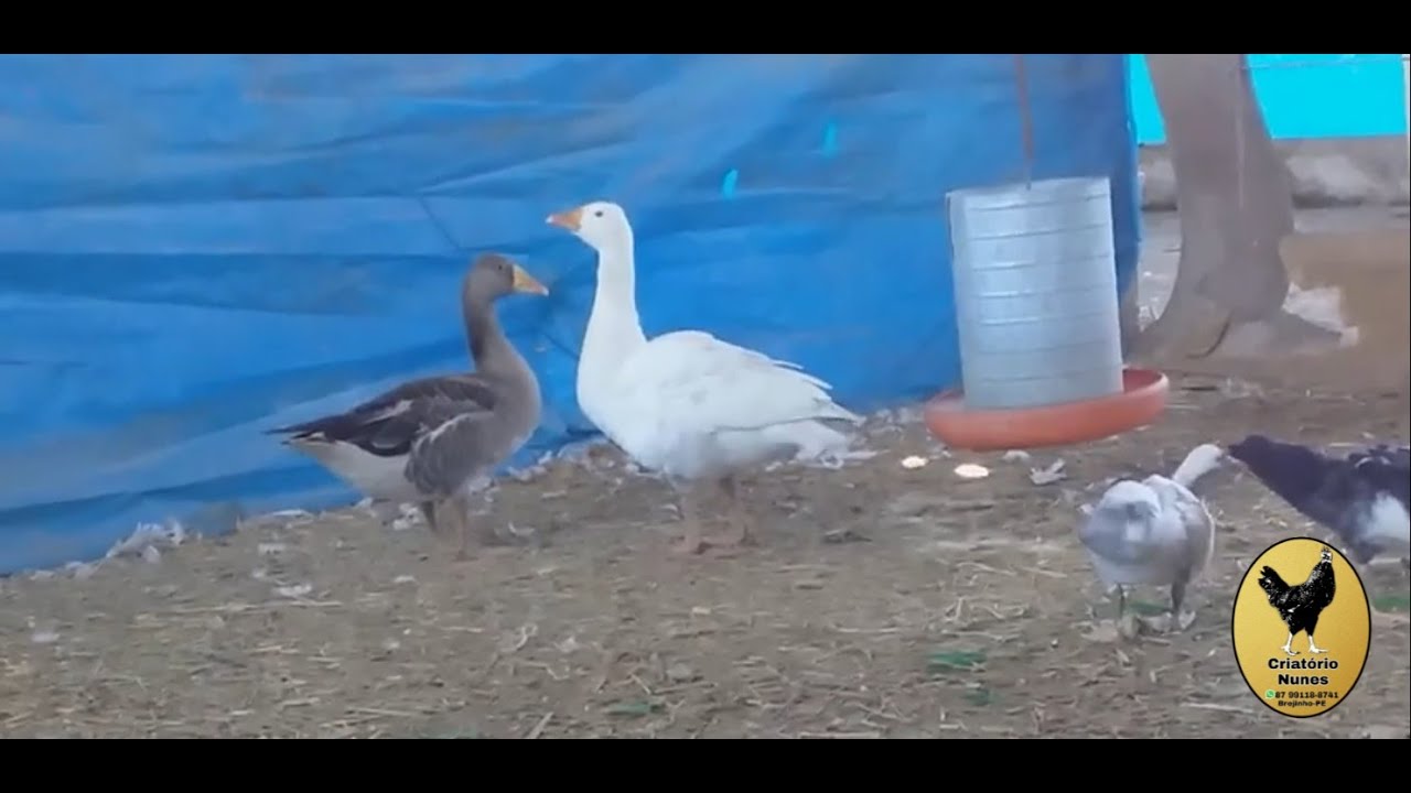 Como saber se o ganso é macho ou fêmea Marcone Nunes YouTube Como saber se o ganso é macho ou fêmea Marcone Nunes YouTube
