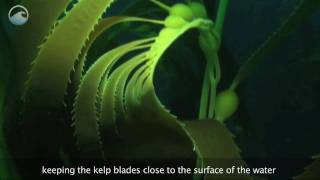 Underwater Kelp Forests