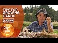 Tips for growing garlic from a guru