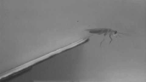 Robot Learns Acrobatics from Cockroach