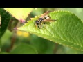 why do u eat the caterpillar u shit wasp bee thing