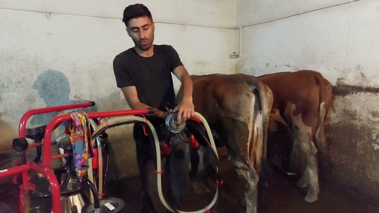 Süt sağma Makinesi nasıl kullanılır ve süt sağımı yapılırken nelere dikkat edilmeli !