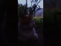 gemoy gemoy kucing #trending #lucu