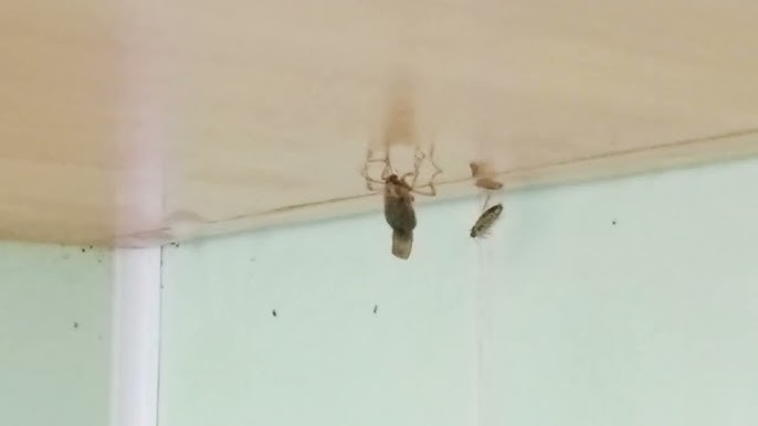 Жас дымқыл письки фотосуреттері Веб-сайтта порно сілтемесі пайда болады.