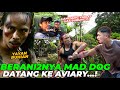 KACAU..! MAD DOG SERBU AVIARY..! KICAUAN BURUNG TERDENGAR SEMUA..!