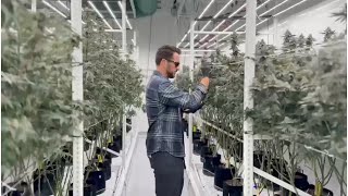 On-site with Michael Williamson - Critical Benefits of Using Anemometers in Cultivation Rooms