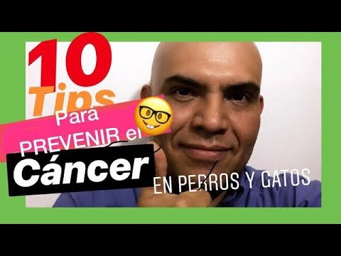 Video: 4 consejos de prevención del cáncer para perros