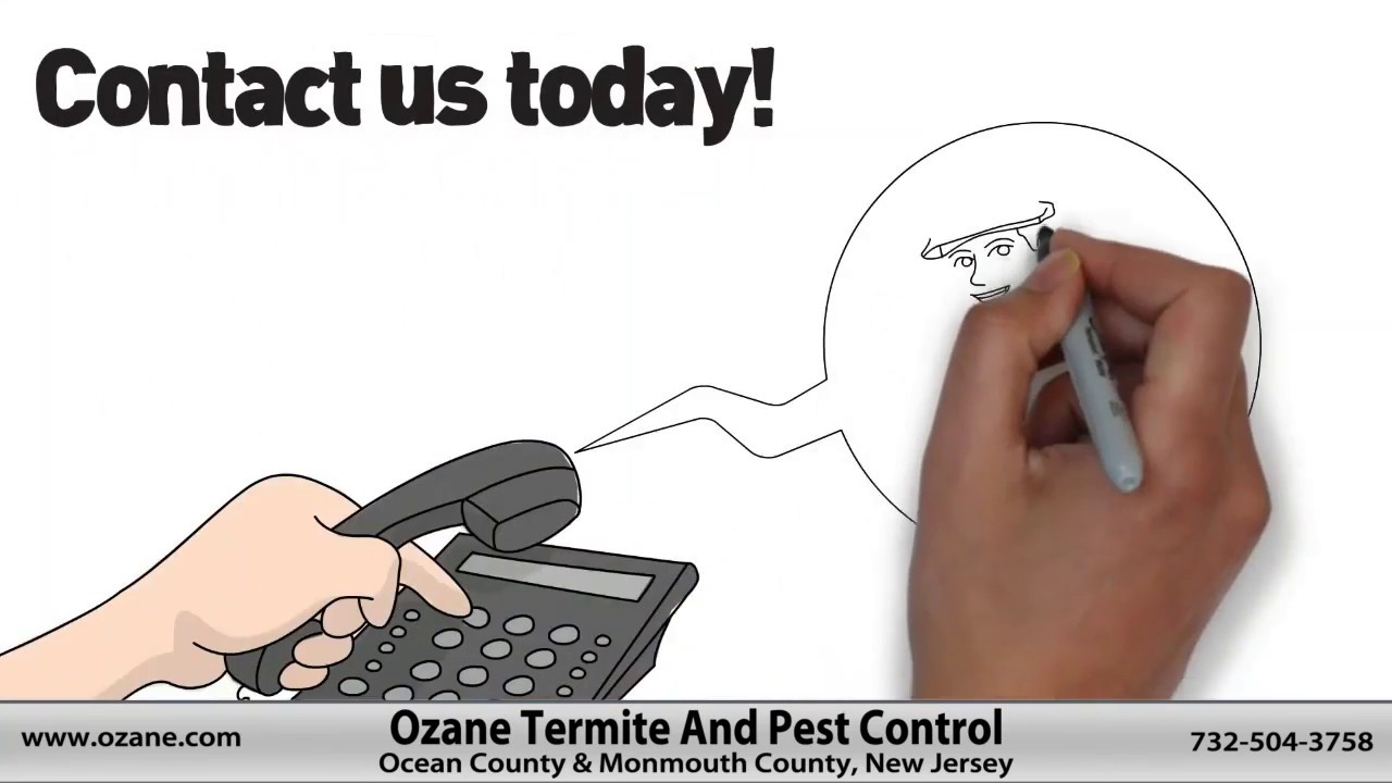 Expert Pest Control Oceanport NJ 732 504 3758 Ozane com