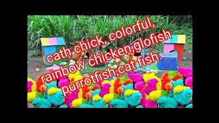 cath chick colorfu,rainbow chicken,glofish,purrotfish,cat fish.