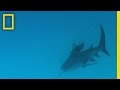 Bull Sharks | National Geographic