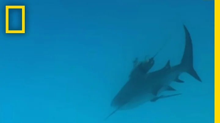Bull Sharks | National Geographic