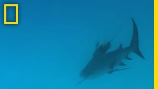 Bull Sharks | National Geographic