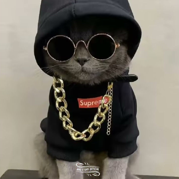 STORY WA TERBARU|| DIPON STORY|| KUCING IMUT// STATUS WA KEKINIAN