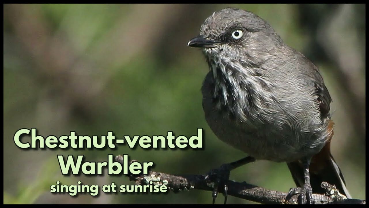 CHESTNUT-VENTED WARBLER singing at sunrise