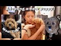 Adopting a puppy in NYC vlog!!!