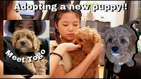 Adopting a puppy in NYC vlog!!!