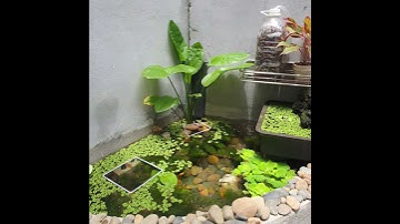 Hồ cá Guppy đẹp ngoài trời