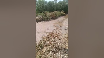 bán gấp vuông tôm tại đầm dơi 5ha/750tr 50 công tầm nhỏ 0814673683