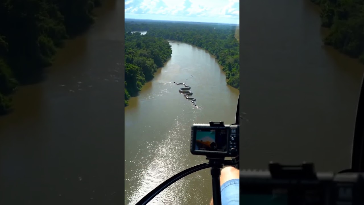 A big snake in the Amazon river 