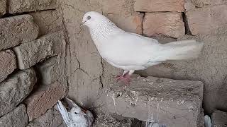 کبوتر کے پنک توڑنے سے بچانا Pigeon