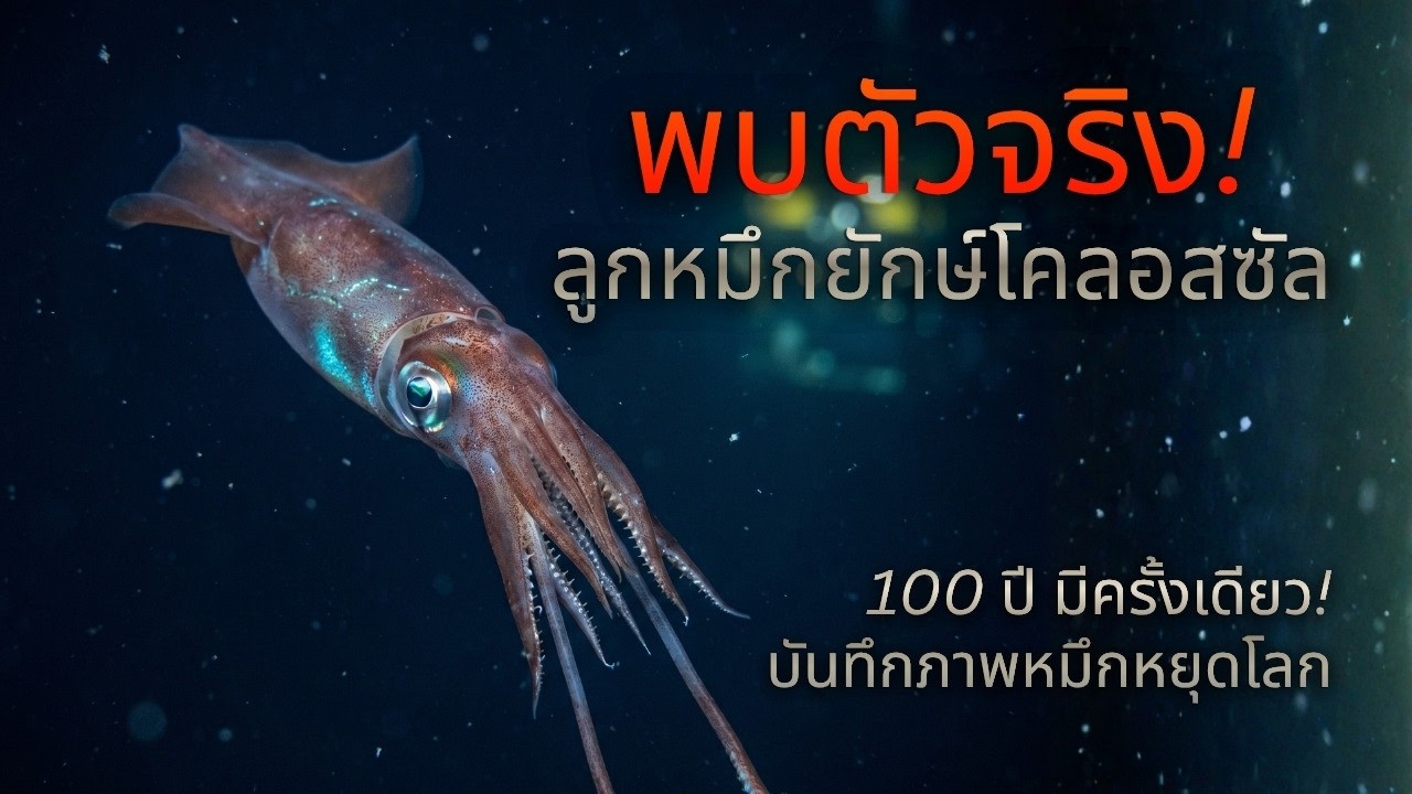 ภารกิจเปิดโลกใต้ทะเล ตามล่าหาสิ่งมีชีวิต 100,000 ชนิด
