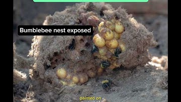 How to make a bumblebee nest box