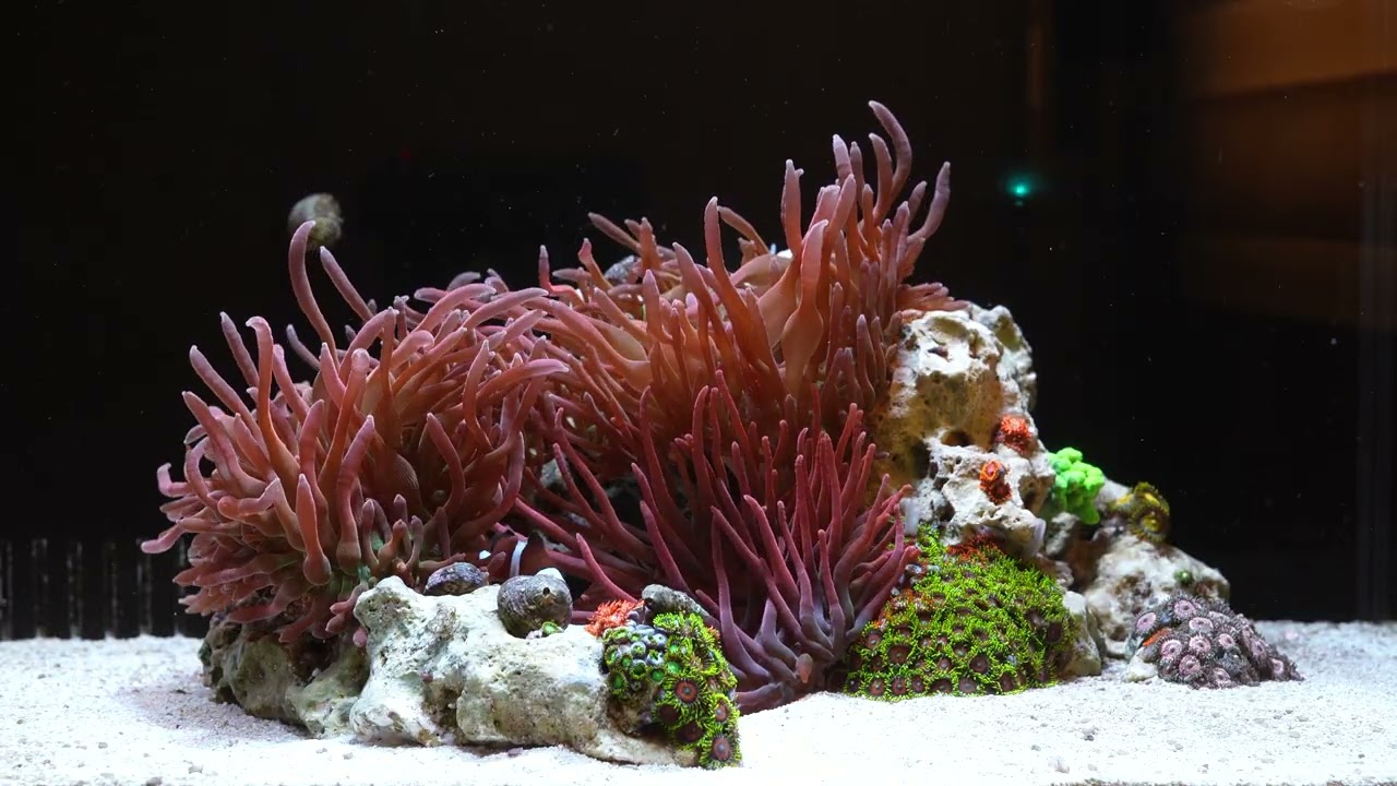 Atualização do reef de anêmonas + reflexões sobre o aquarismo na internet. Exaustão.