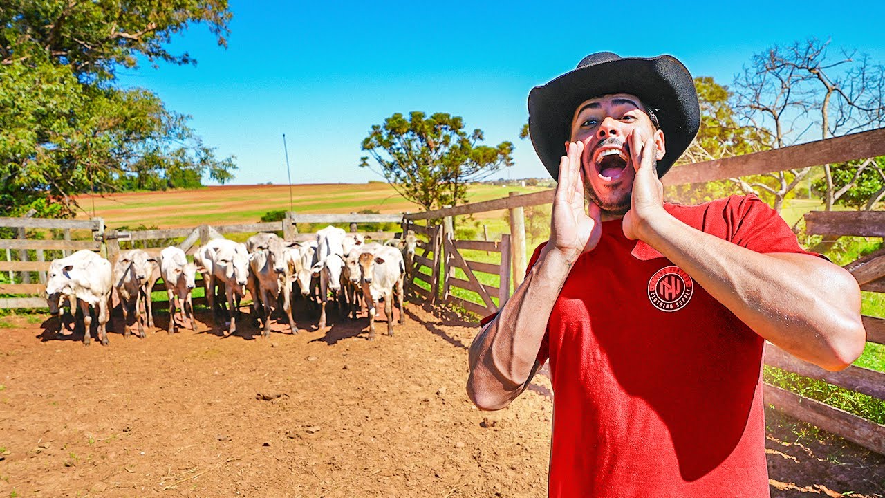 MEUS NOVOS BOI NELORES CHEGARAM NA FAZENDA 😍