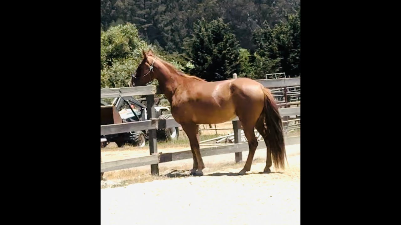 Gaited Horse For Sale Kentucky Mountain Horse Gaited Horse